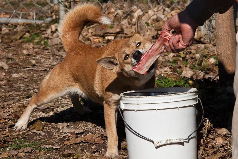 以為歌唱犬滅絕，但又找到相似野狗！這種狗狗的叫聲極其特別 寵物 第9張