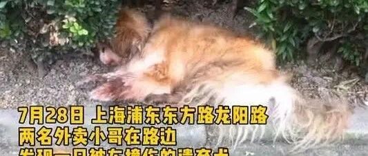 狗狗因年老被弃路边还被车撞，主人：狗老了不想养了，警方：罚！