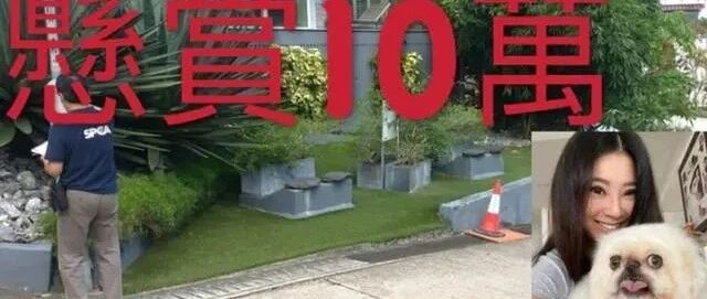 悬赏十万元捉拿毒狗凶徒！爱狗人士傅明宪连说3次“非常愤怒”