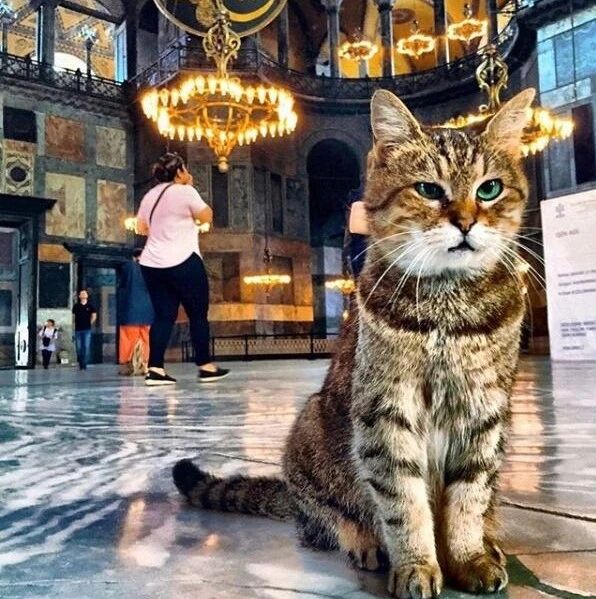 工作16年镇馆猫咪恐遭驱逐！后来得到暖心回应：不会为难猫咪