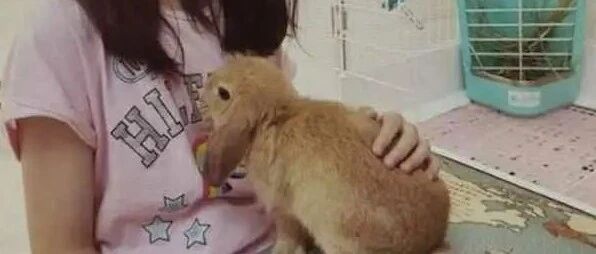 女子将宠物寄养宠物店，随后店家的1个失误，却引发众多网友争议