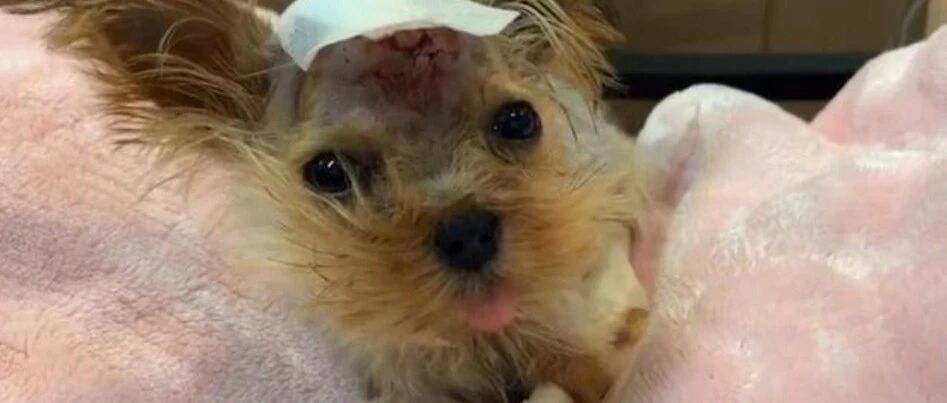 爱犬从25楼摔下，宠主花6万多治疗，你觉得有必要吗？