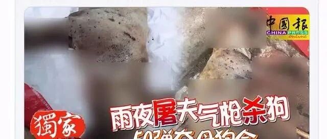 半盲母狗被射杀，全身50多个弹孔，曾经午夜吠叫吓跑小偷