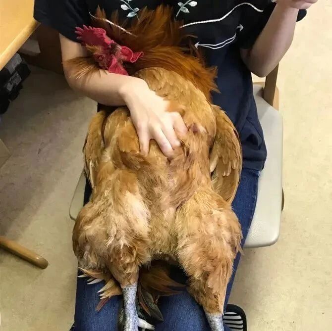 日本网友家里的宠物鸡躺在怀里，一脸享受，原来大公鸡能这么可爱