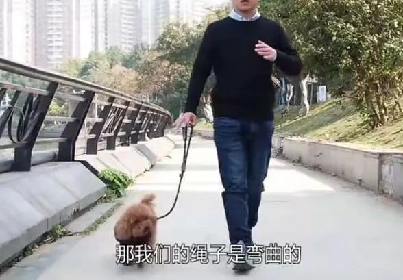 懷孕妻子稱被狗嚇到，丈夫上門理論+打狗，結果被狗主人用刀捅傷 寵物 第7張