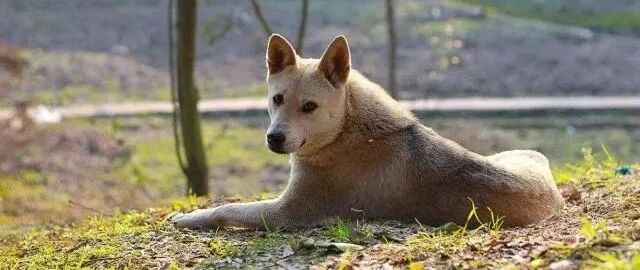 土狗为报“7日之恩”守在医院不离开，医生：它已经待了1个月了