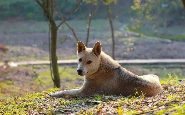 土狗為報「7日之恩」守在醫院不離開，醫生：它已經待了1個月了 寵物 第1張