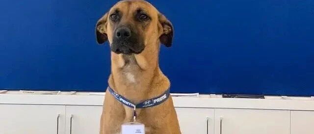 流浪狗变身销售员，每天卖萌揽客：能不能升职靠你们了