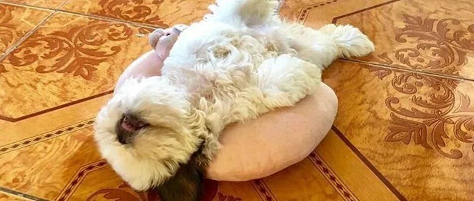 靠“躺平”走红的小狗，一年后变好看了，还有50多万粉丝