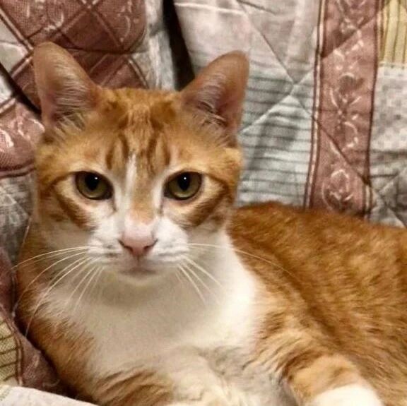 猫咪离奇失踪，主人手绘逃跑地图，重酬5000元盼市民帮助寻猫