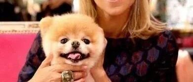 坐拥1600万粉丝超萌狗狗去世，在睡梦中离开 它回汪星了