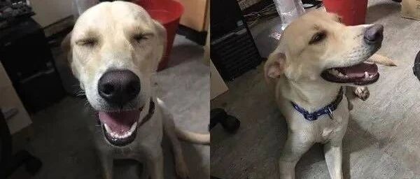 赶在七夕结束前领养！全家人收到了最好的七夕礼物