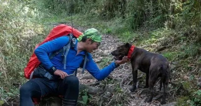 3700米山上的流浪比特犬，沒人能靠近它，男子用了5個月帶它下山 寵物 第6張