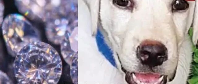 太识货！贪吃狗狗吞下14万元东西，主人立刻带它开刀