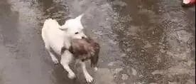 狗妈妈冲进洪水中救出被困狗宝宝，所有人都忍不住为它鼓掌