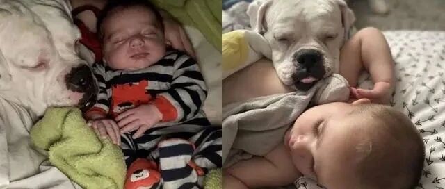 孩子半夜跑去跟狗狗一起睡，家长竟然不管，心真大