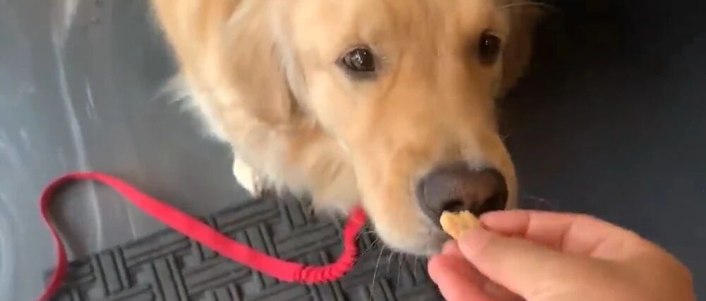 金毛跑进烘焙店不走，盯着面包要主人买，狗：不买就不回家