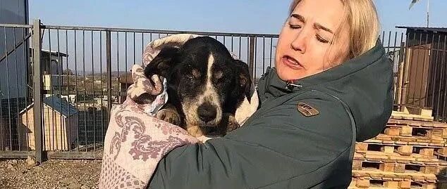 被主人埋掉，狗狗“拒绝死亡”奋力挖出一条生路，还找到新主人