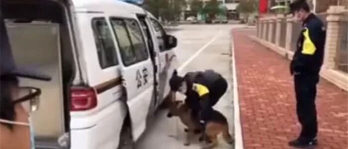 流浪狗误入小区，住户因“凶犬会伤人”找来警察，结果这是只德牧