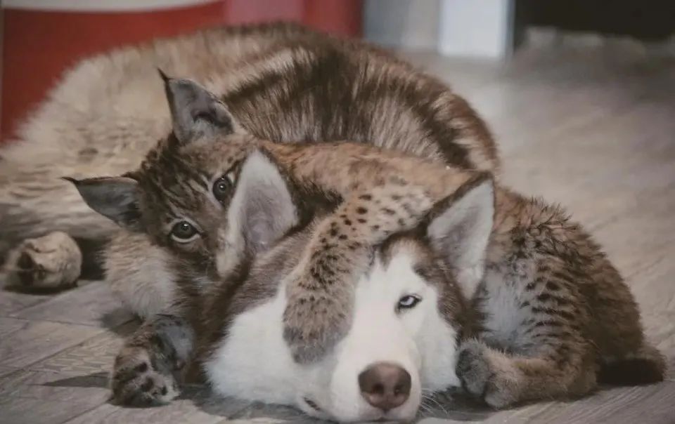 小猞猁获救后，被一群二哈带大，这下好了，成功被狗子带偏了