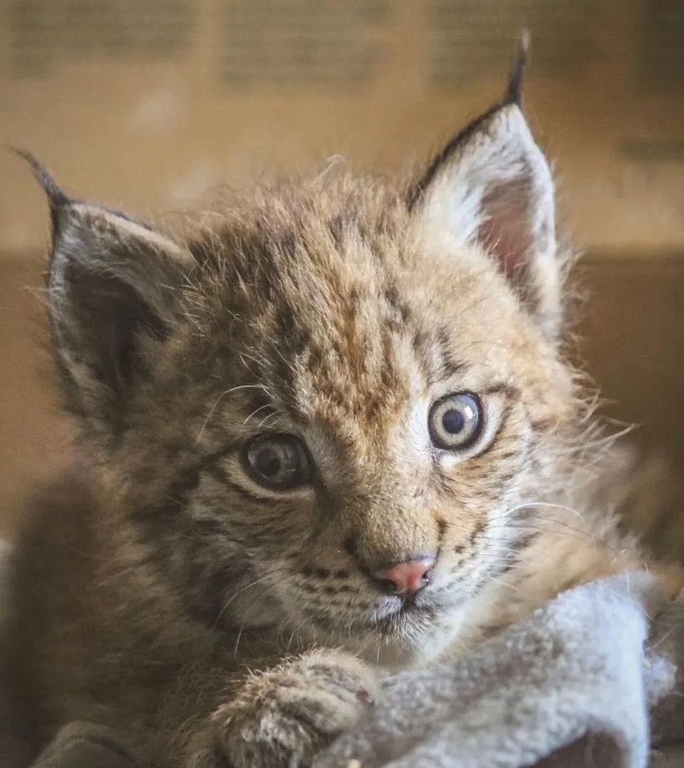 小猞猁獲救後，被一群二哈帶大，這下好了，成功被狗子帶偏了 寵物 第2張