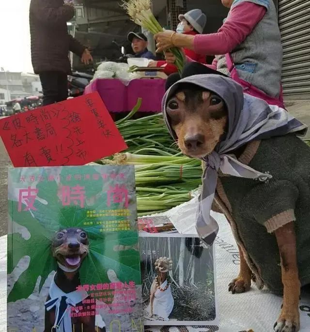 臺灣一隻狗狗幫主人擺攤賣粽子，竟然成了網紅 寵物 第5張