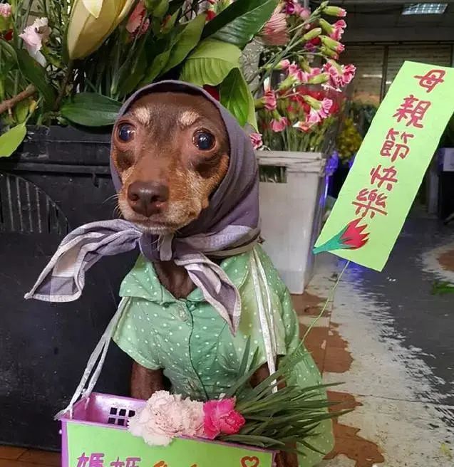 臺灣一隻狗狗幫主人擺攤賣粽子，竟然成了網紅 寵物 第8張