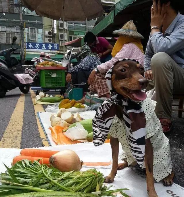 臺灣一隻狗狗幫主人擺攤賣粽子，竟然成了網紅 寵物 第3張