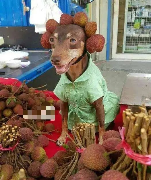 臺灣一隻狗狗幫主人擺攤賣粽子，竟然成了網紅 寵物 第10張
