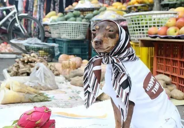 臺灣一隻狗狗幫主人擺攤賣粽子，竟然成了網紅 寵物 第4張