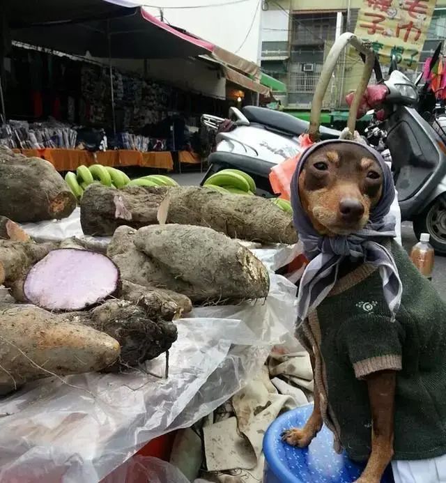臺灣一隻狗狗幫主人擺攤賣粽子，竟然成了網紅 寵物 第1張