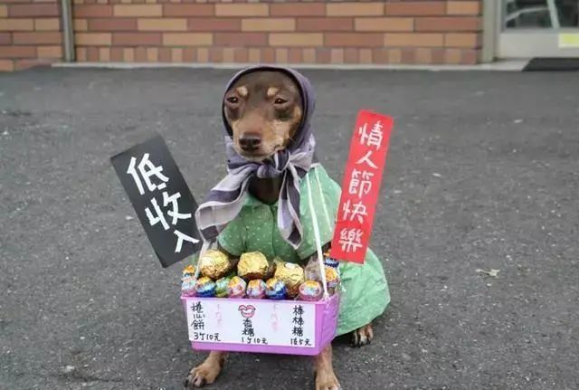 臺灣一隻狗狗幫主人擺攤賣粽子，竟然成了網紅 寵物 第7張