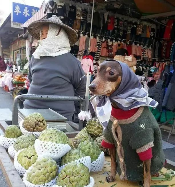 臺灣一隻狗狗幫主人擺攤賣粽子，竟然成了網紅 寵物 第2張