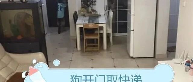 那条【帮女孩偷看电视】的狗，竟还会开门收快递！监控实锤已成精