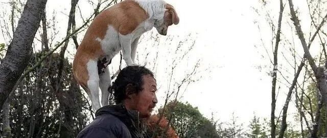 网红流浪汉去世，他收养的6只狗狗，守着行李，久久不愿离去