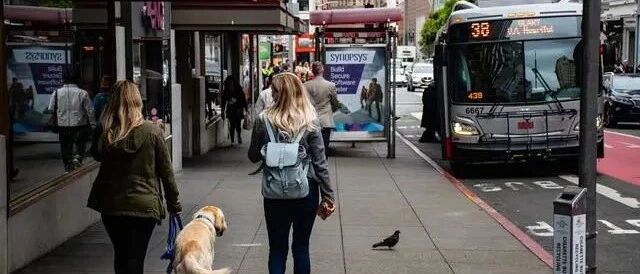 大爷帮2只泰迪过马路，「排队进袋子」动作潇洒看呆路人