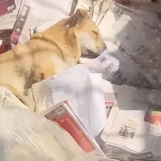 相依为命的主人离世，狗狗躺在废弃纸堆里不吃不喝，伤心痛哭