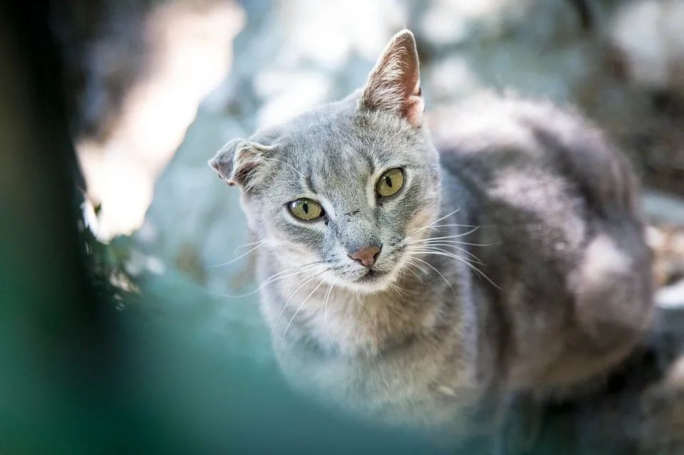 家中出現這3種動物，千萬別趕走，說明你要交好運 寵物 第1張