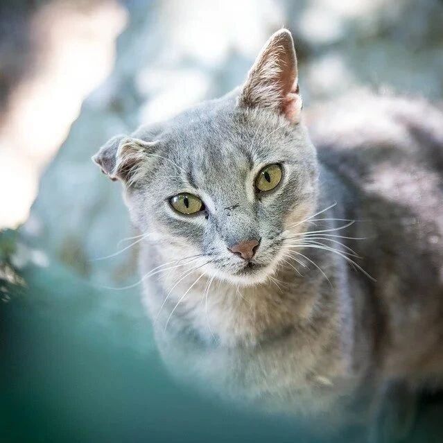 家中出现这3种动物，千万别赶走，说明你要交好运