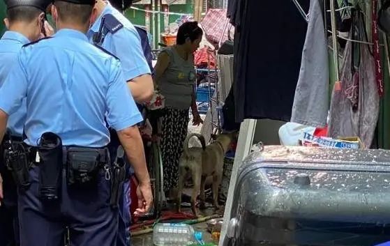 拾荒婦人所養土狗疑擾民屢屢被虐待，養犬擾民或為誘因 寵物 第1張