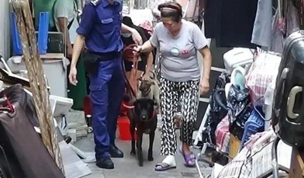 拾荒婦人所養土狗疑擾民屢屢被虐待，養犬擾民或為誘因 寵物 第2張