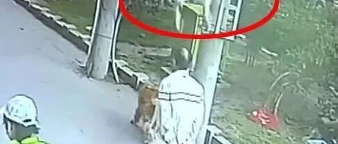 高空坠猫砸中路过老人，金毛犬护主拦截“涉事猫”成为亮点