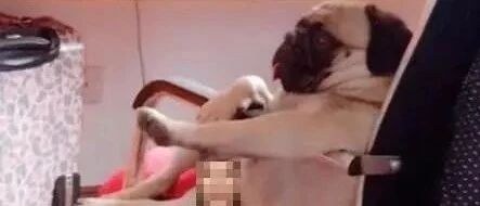 美女睡觉醒来，还以为眼花了，看到狗的坐姿有点懵：怪不好意思的