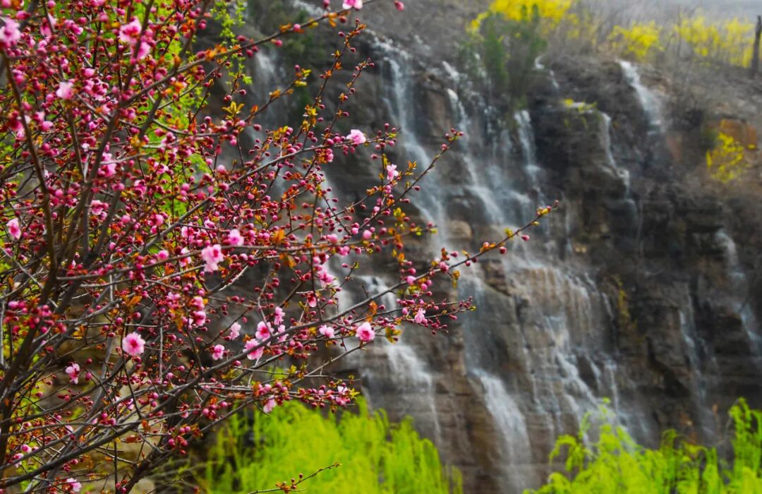 赏满山连翘玩峡谷漂流山东这个4a景区迎来最佳赏花季