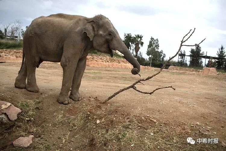 可怜雅典动物园疫情闹饥荒2000只动物嗷嗷待哺组图