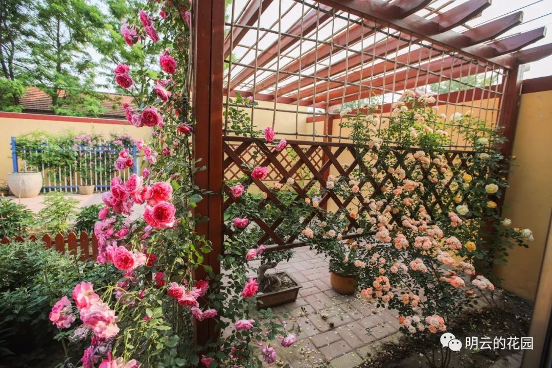 她把農家小院改造成花園 滿足了壽光人對美好的所有想象 壽光日報 微文庫