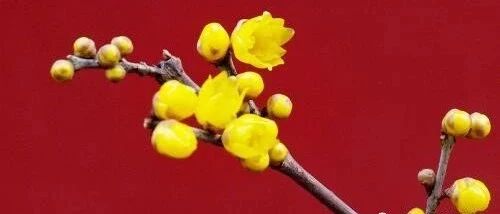 春绿北京城1︱北京赏梅花打卡地大全！