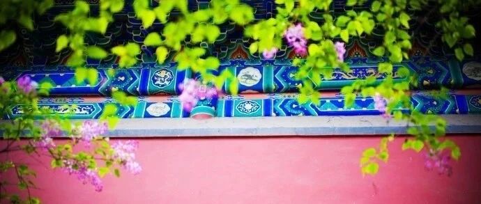 春绿北京城3︱赏丁香！北京有三最之地！！