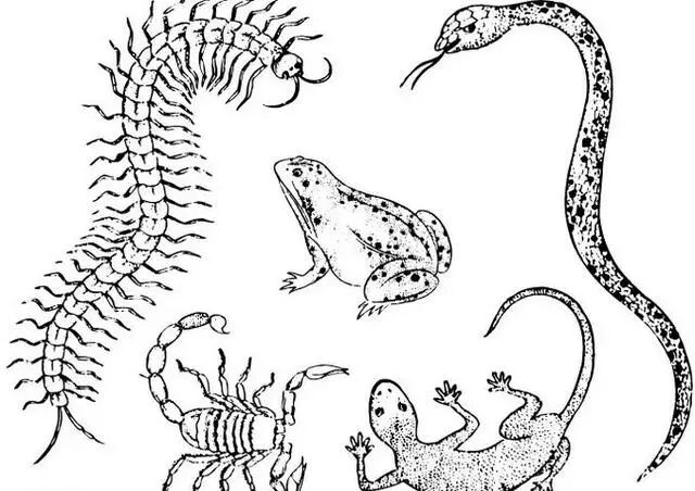 翡翠“五毒”竟然都是吉祥物！它们的寓意谁知道