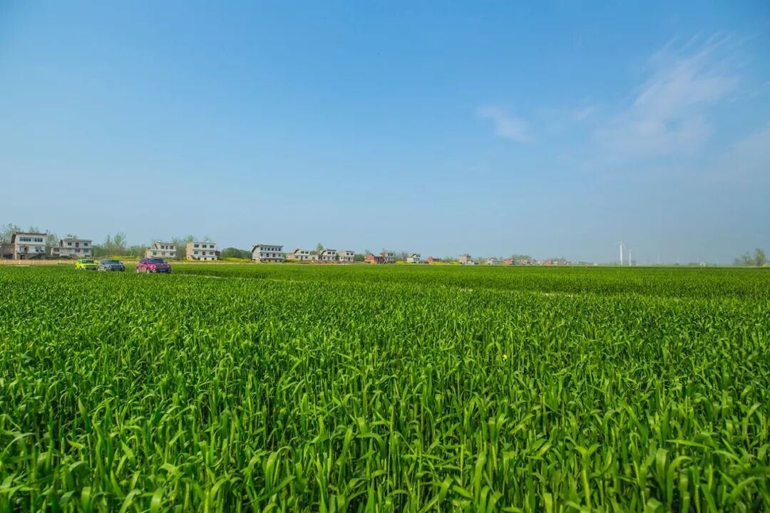 > 花海麦田,有个小岛叫江洲